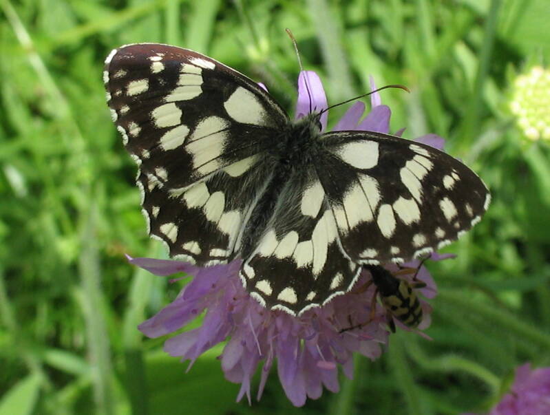 Dambordje - Melanargia galathea