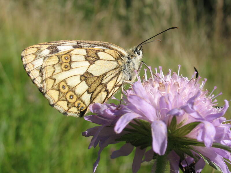Dambordje - Melanargia galathea
