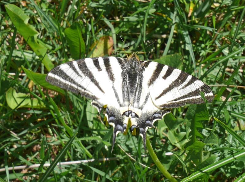Koningspage - Iphiclides podalirius