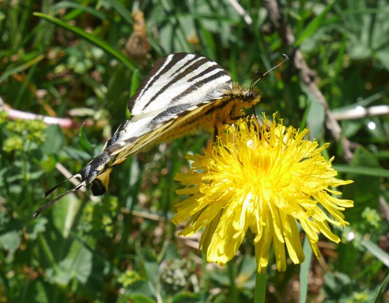 Koningspage - Iphiclides podalirius