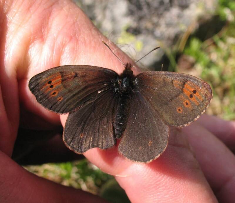 Gewone Dauwerebia - Erebia pandrose