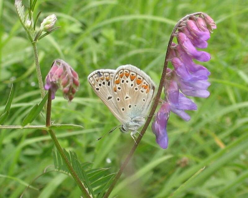 Esparcetteblauwtje -Polyommatus thersites