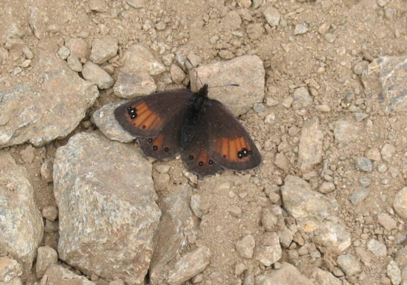 Gewone Zijde-erebia - Erebia gorge