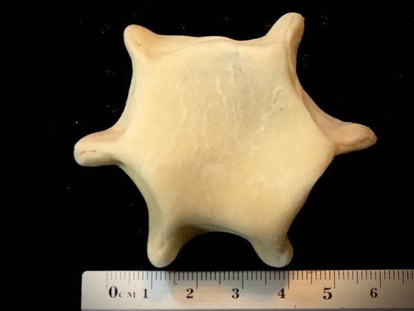 Cocktail Size 1 unit
