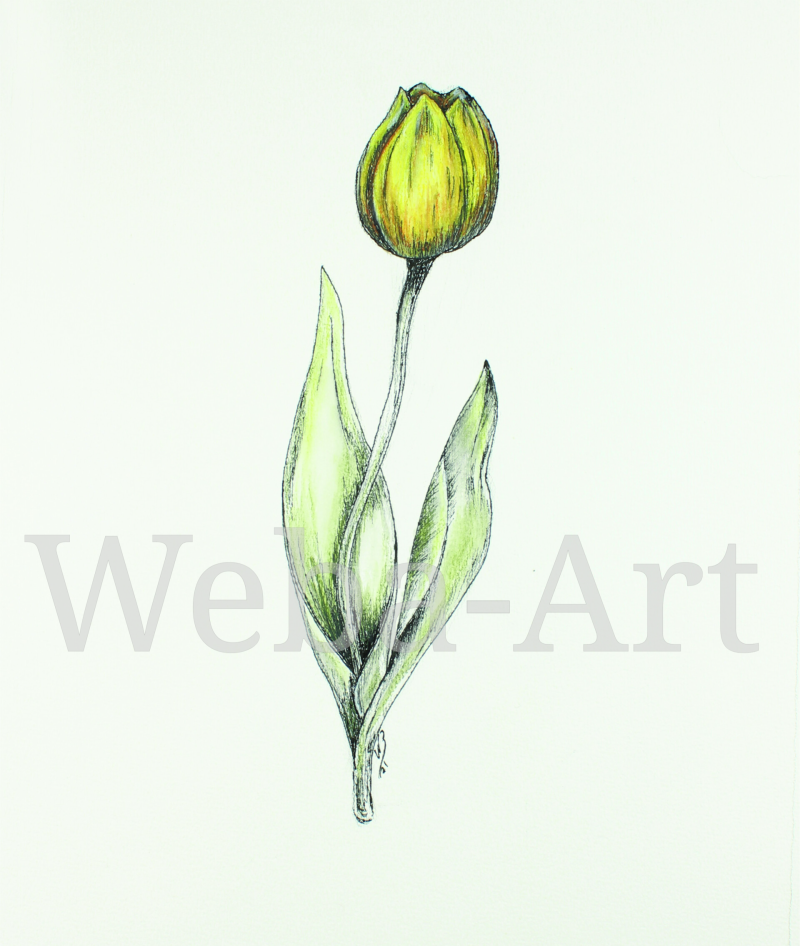 Tulp