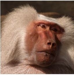 Burundi Bourbon Kibira