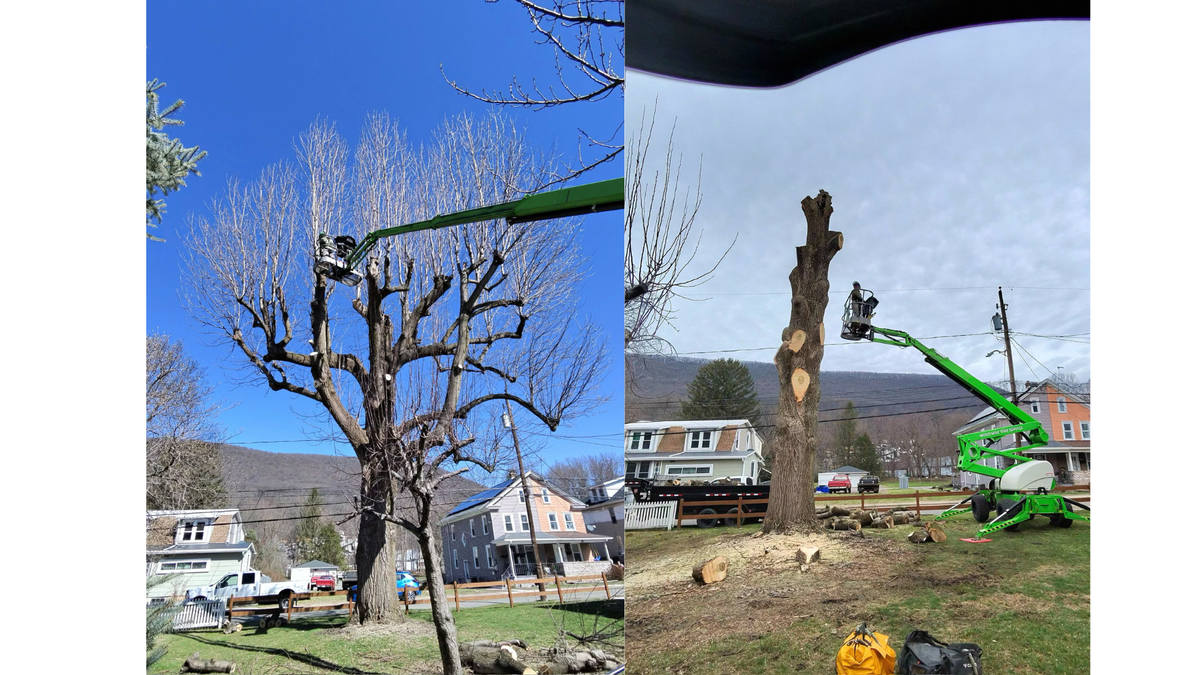 Wood Wise Tree Services LLC