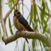 _DSC8537naam.jpg