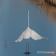 _DSC1073-Grotezilverreiger.jpg