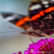 _DSC7334naam.jpg