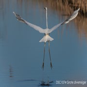 _DSC1074-Grotezilverreiger.jpg
