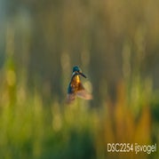 _DSC2254-ijsvogel.jpg