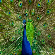_DSC0266naam.jpg