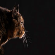 pluimkenormaal_XXX4726srgb.jpg