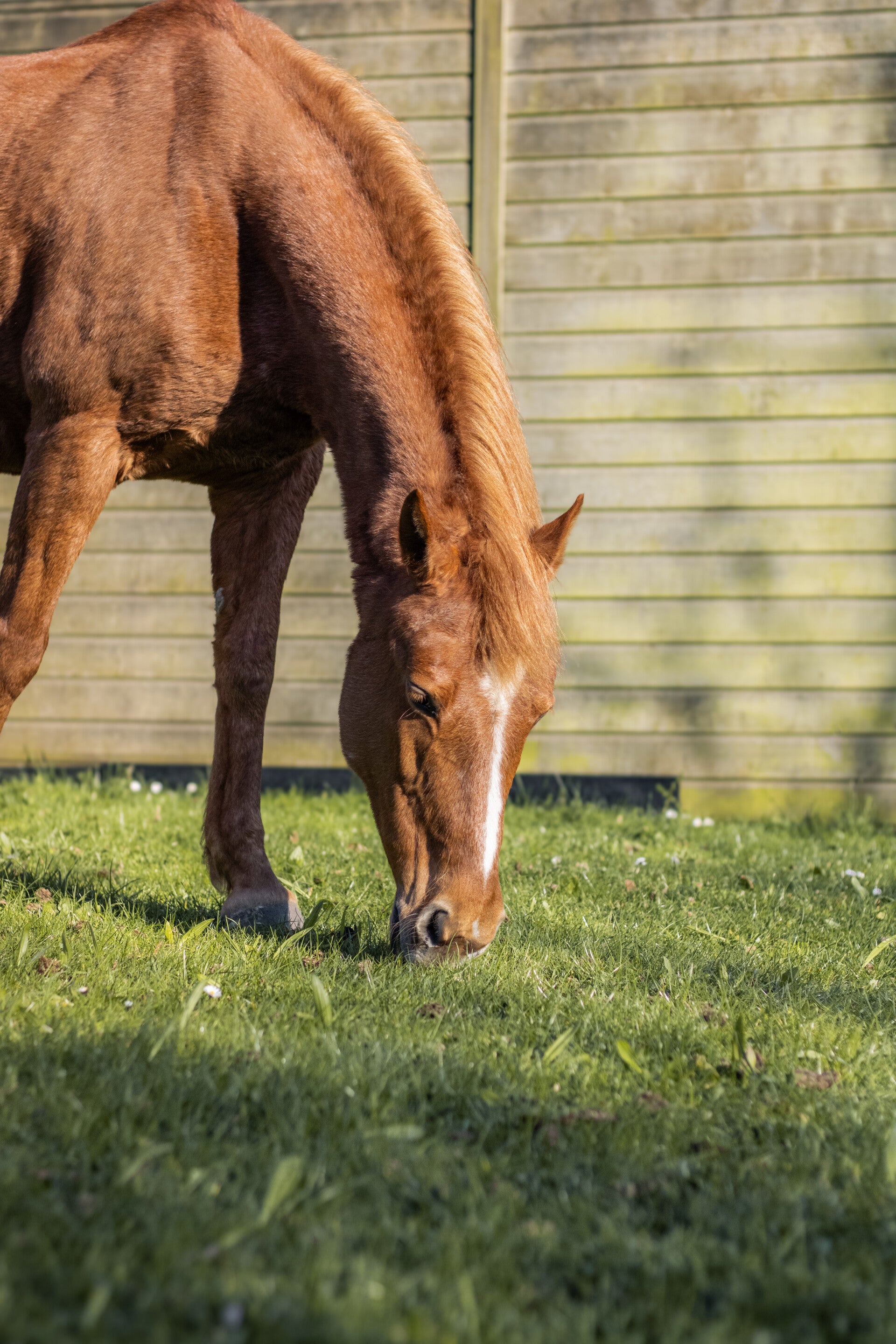 paard en coach paardkragtig