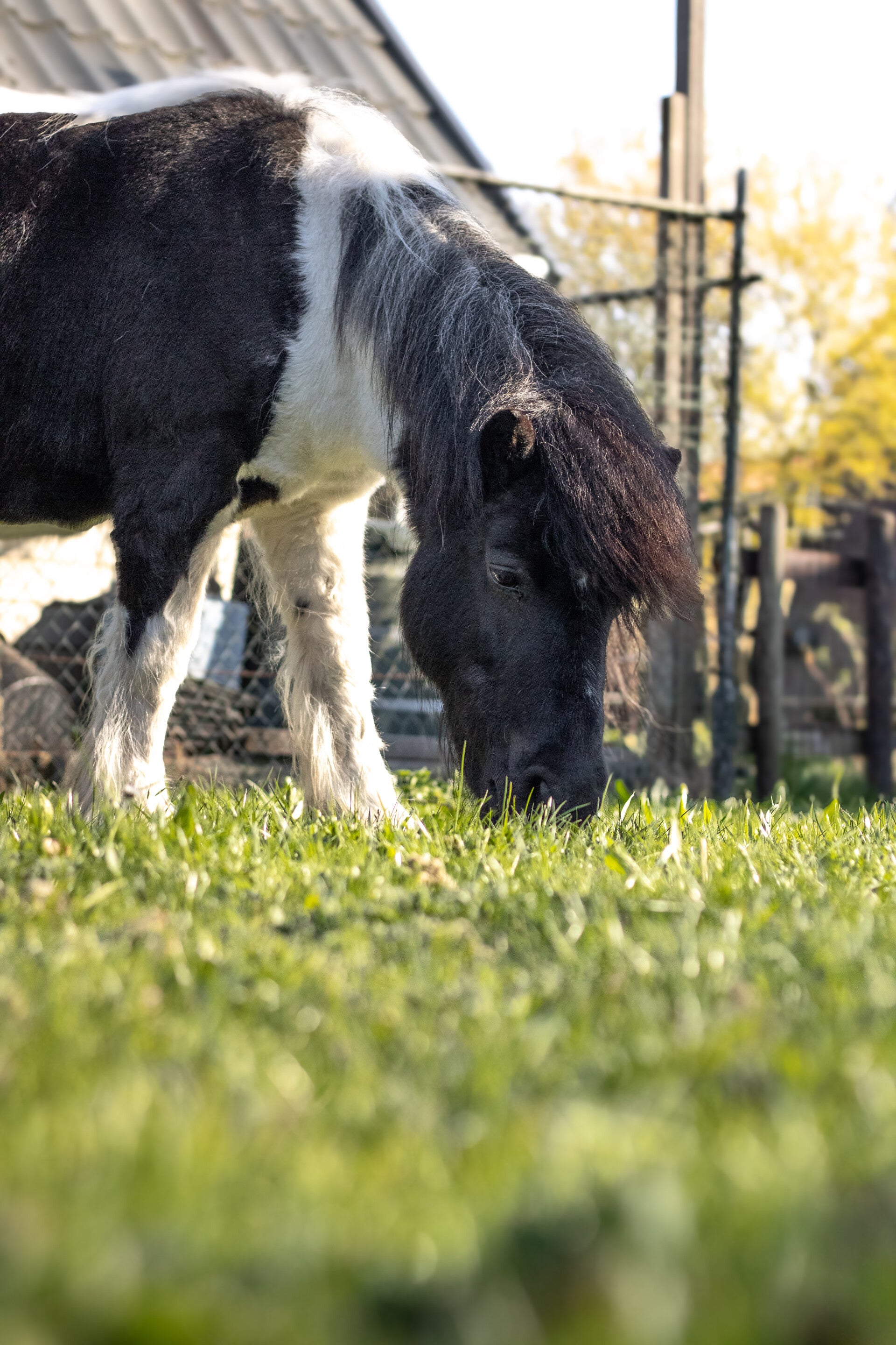 pony en coach paardkragtig