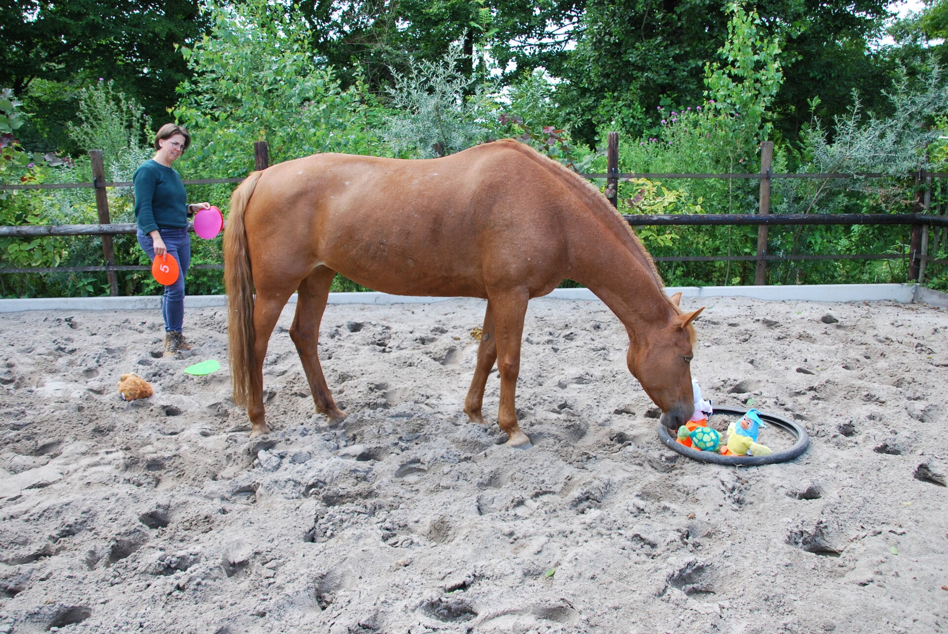 coachsessie met paard