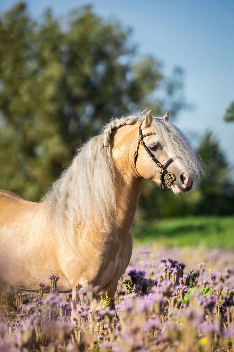 high-flown-stud-pony-s-dwf-29-6-2025-logo-3-standard.jpg