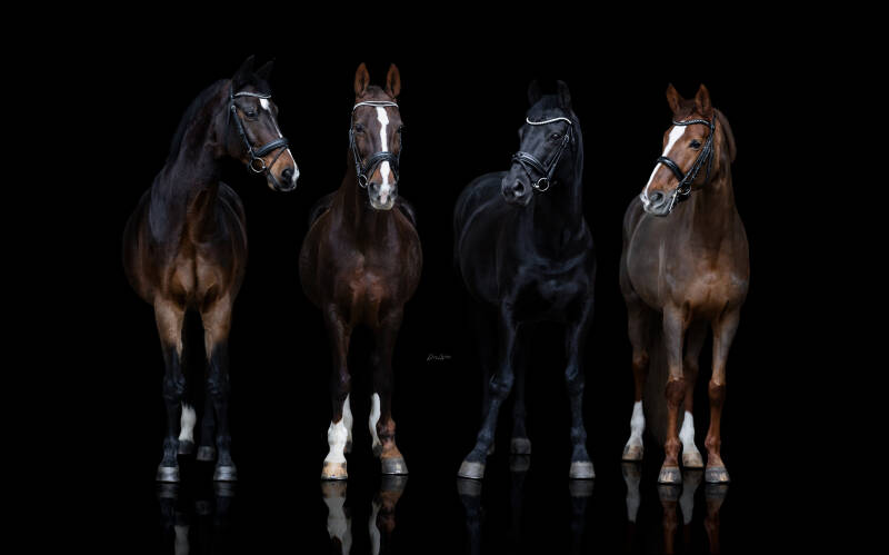 mark-de-paarden-2-dwf-logo-10-standard.jpg