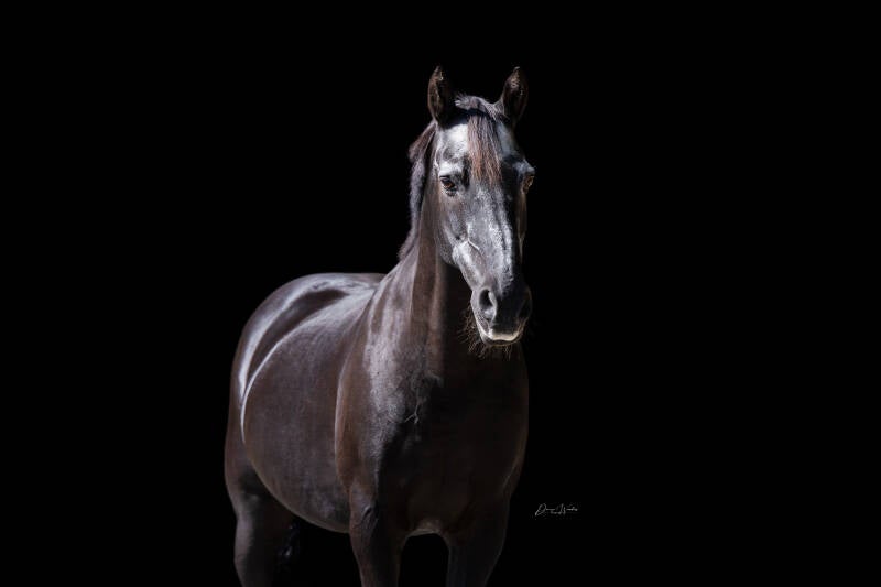 mystiek-blackfoto-s-dwf-logo-6-9-2025-3-standard.jpg