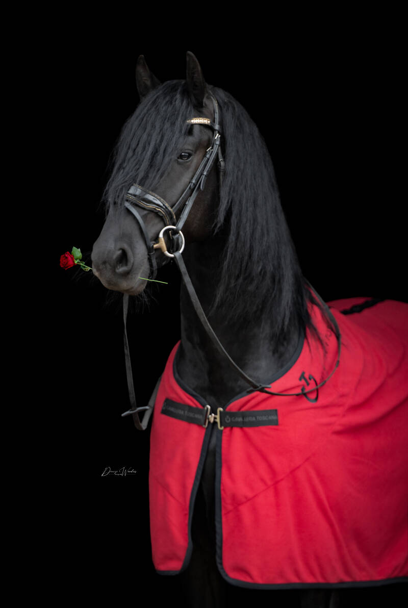 sheryl-rolex-dwf-1-1-r-l-standard.jpg