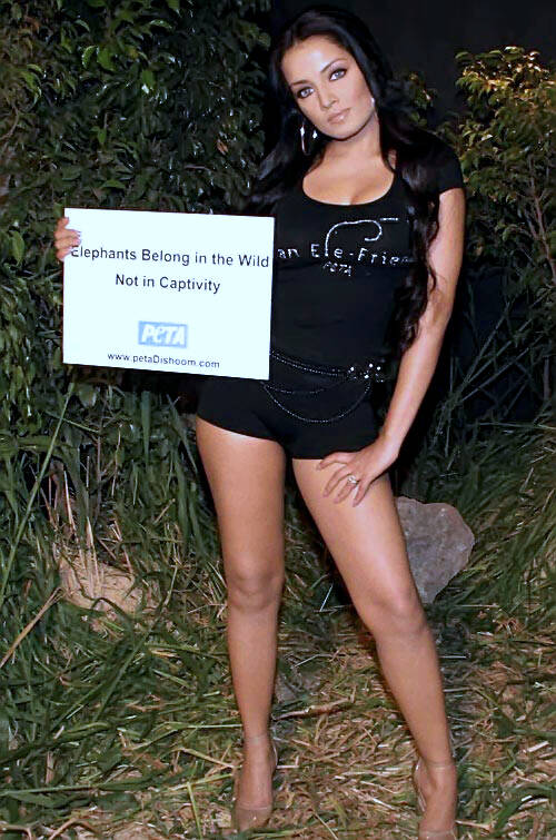 Celina Jaitley's hot thigh and legs in black short dress at PETA event11