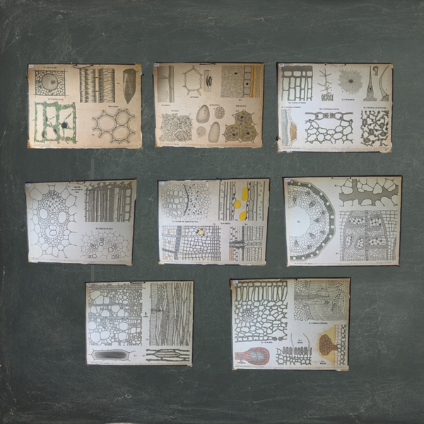 Niemann–Sternstein – Pflanzenanatomische Tafeln – complete serie van 8 schoolplaten