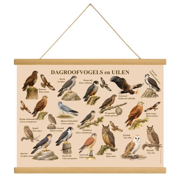 Schoolposter Dagroofvogels en uilen
