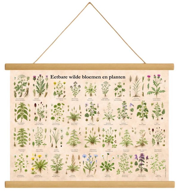 Eetbare wilde bloemen en panten