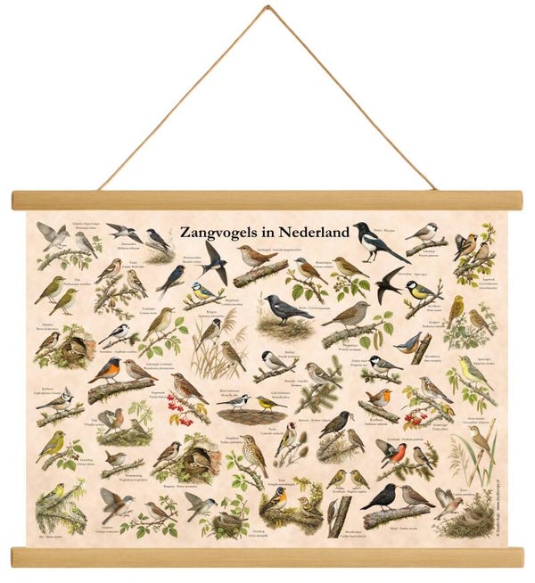 Zangvogels in Nederland
