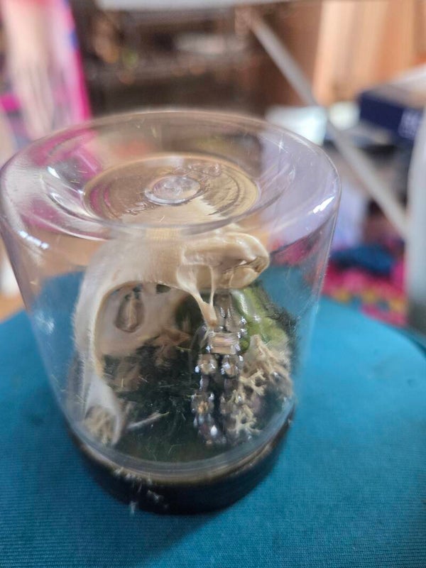 Pheasant skull and jewels jar