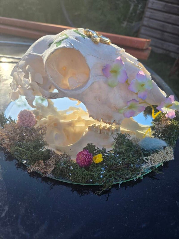 Art sheep skull on mirror base