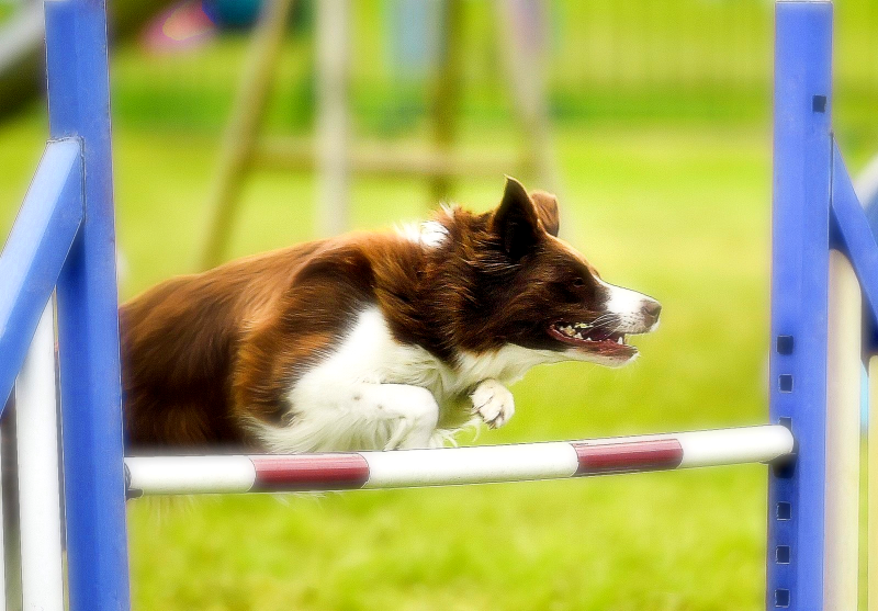 Red Dog Agility