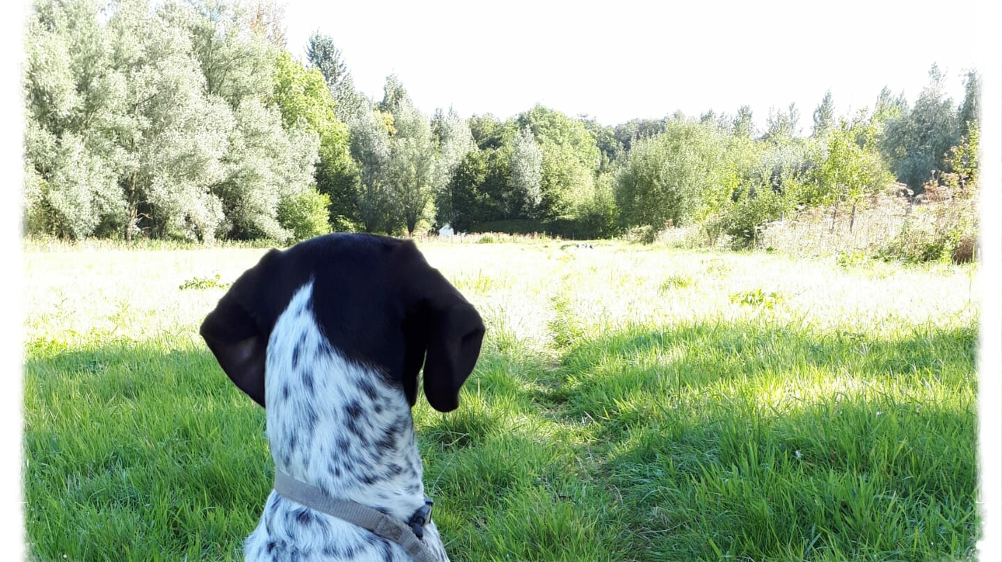 hondentrainer Oost-Vlaanderen. hondentrainer Vlaamse Ardennen. Hondentrainer Zwalm. Opvoeden honden. Puppy opvoeden.