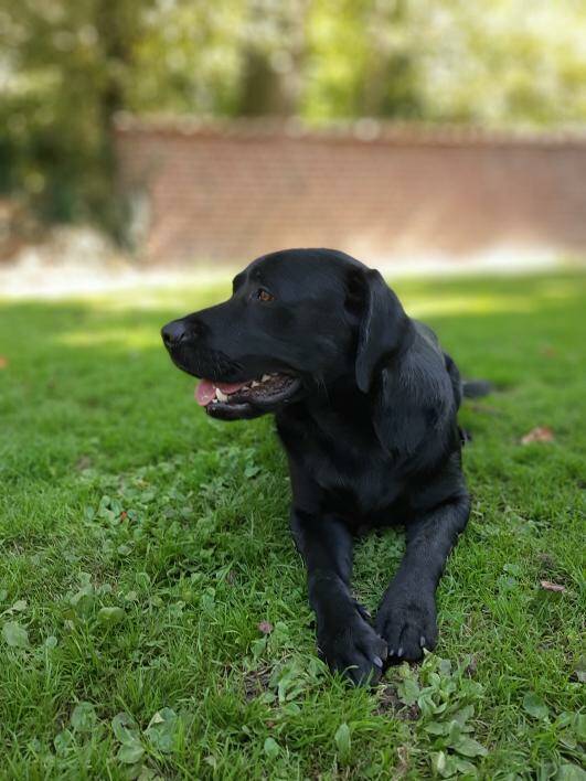adoptie hond. begeleiding adoptie. Opvoeding hond. Trainen hond.
