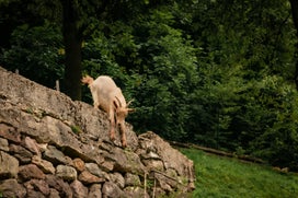 017a5847-standard.jpg