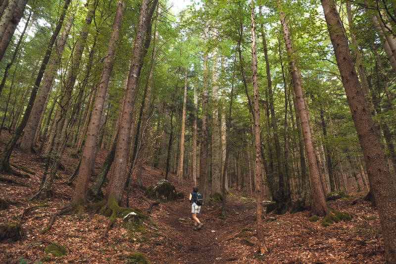La forte pendenza in un bellissimo bosco