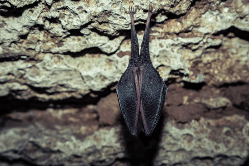 Un piccolo ospite dorme tranquillo 