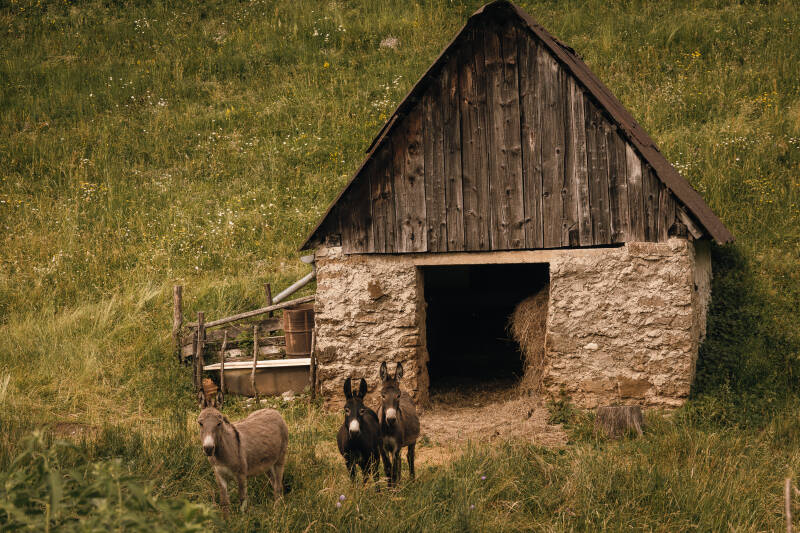 Asinelli curiosi sulla strada per Kamno