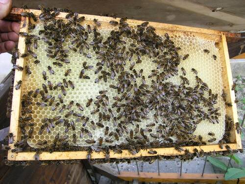 een raampke met vers door de bijen gebouwde raat