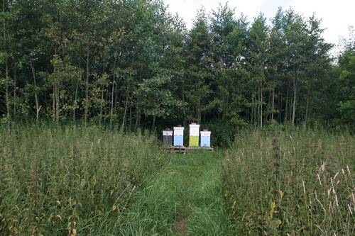 Onze bijen in Harmelen