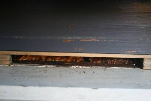 bijen hebben de opening van de kast grotendeels dicht gremaakt met propolis