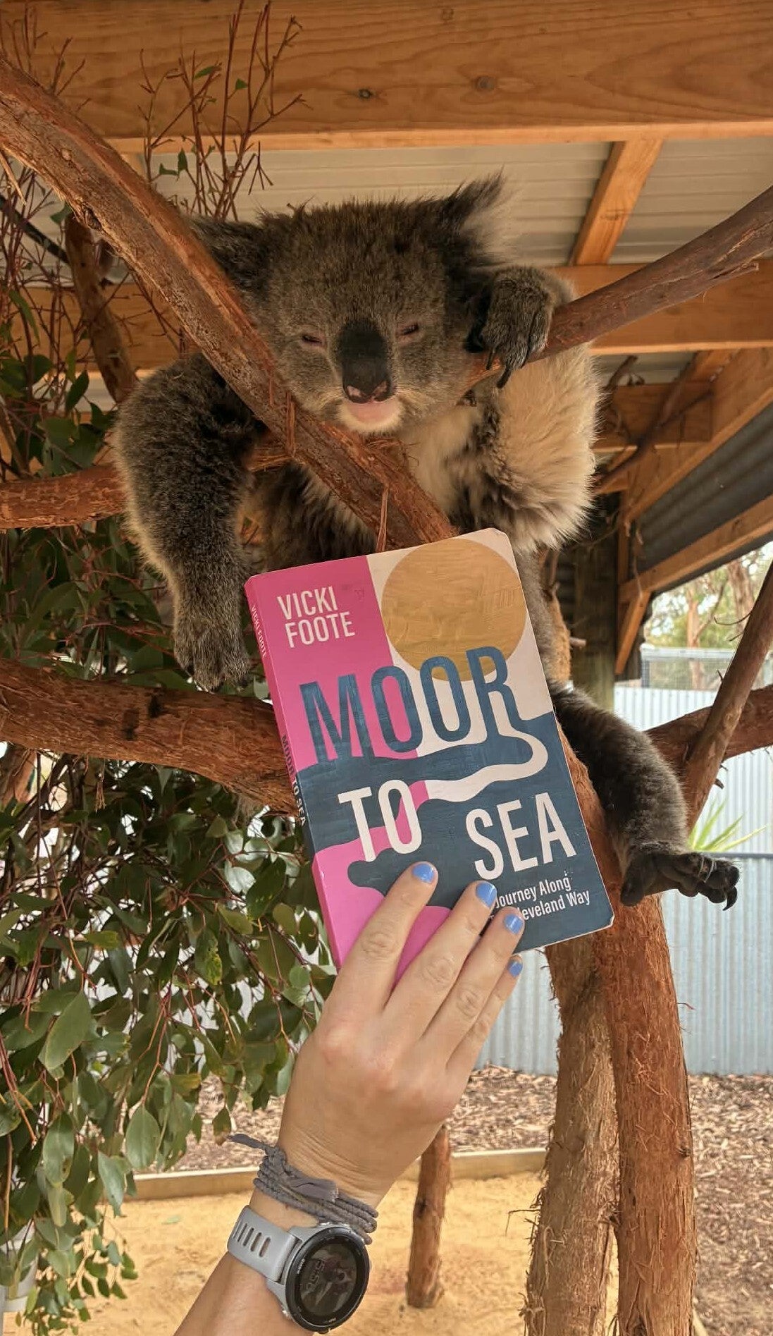 koala-on-ki-standard.jpg