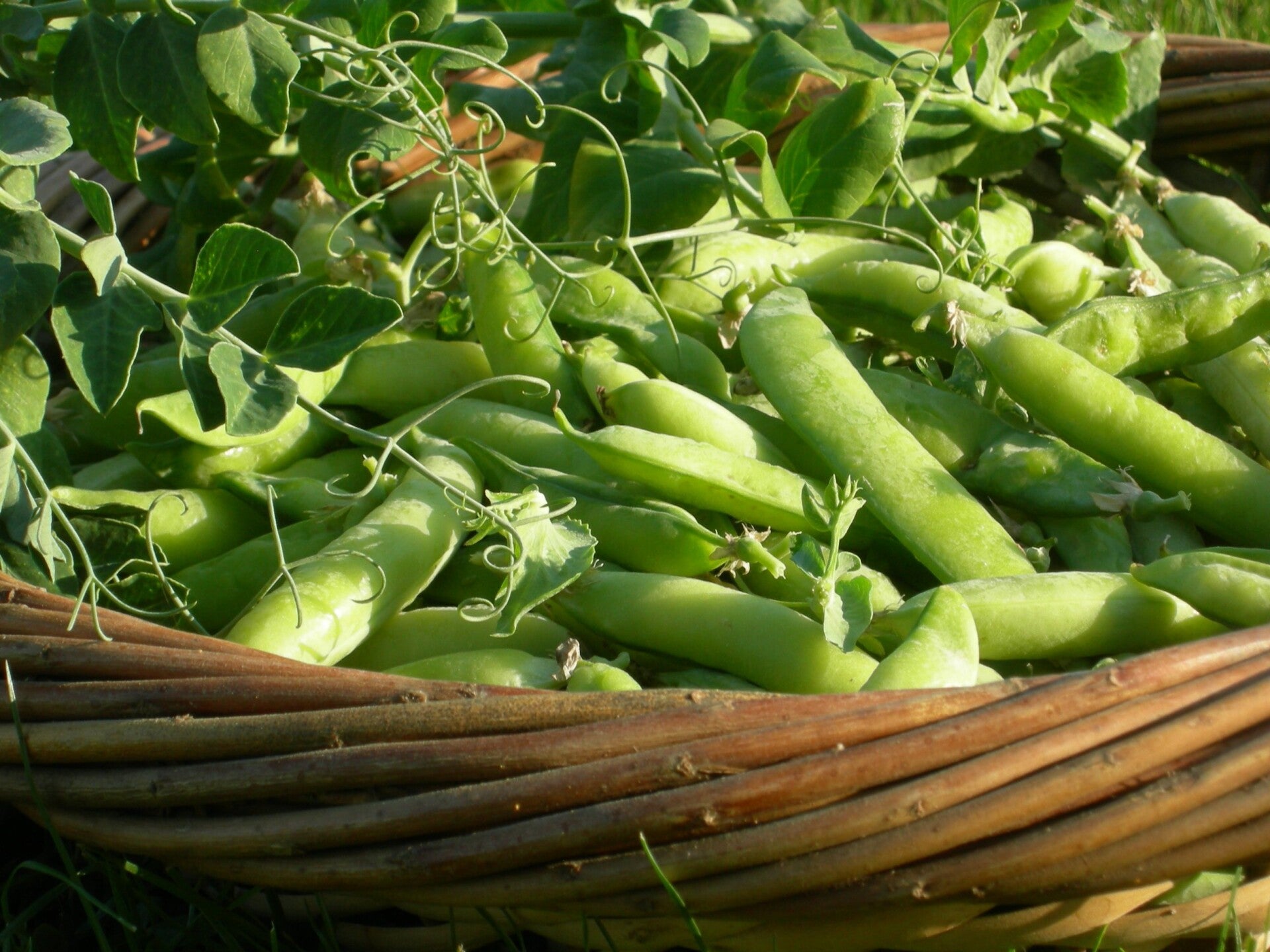 petits-poids-du-potager-standard-3w9mf8.jpg