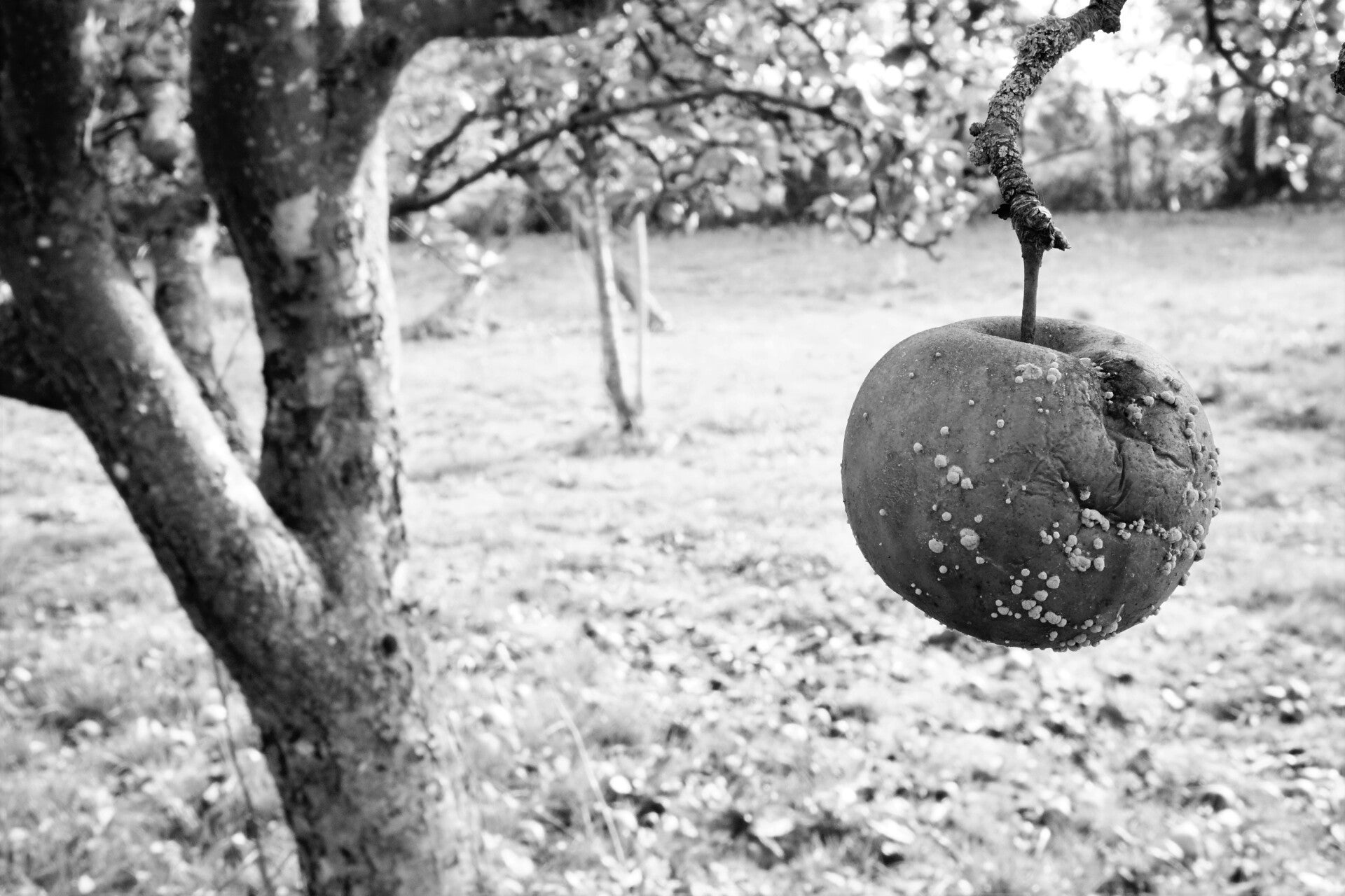 pomme-pourrie-pommier-standard-93e2wp.jpg
