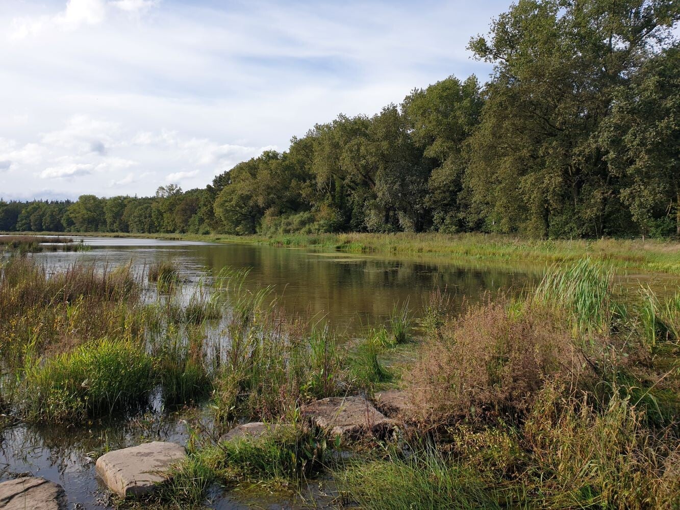 1 ha Forest
