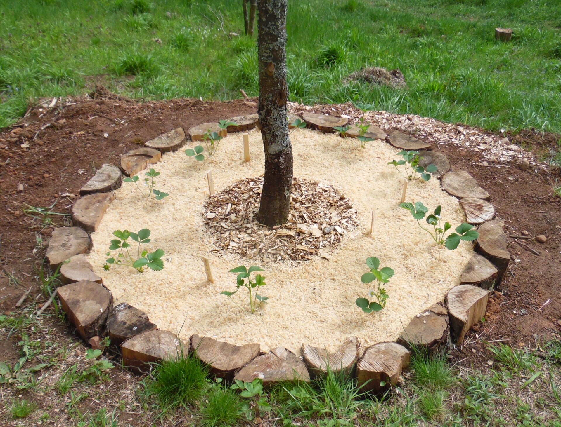 Vegetable garden bed