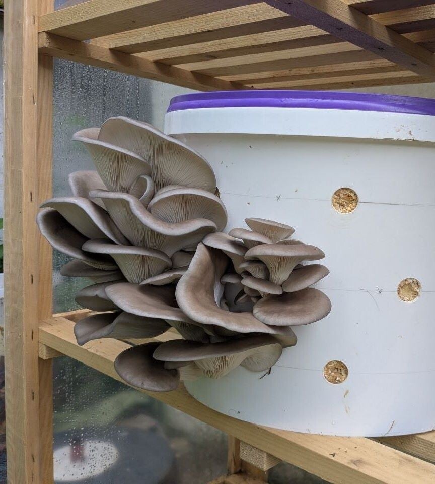 oyster-standard.jpg
