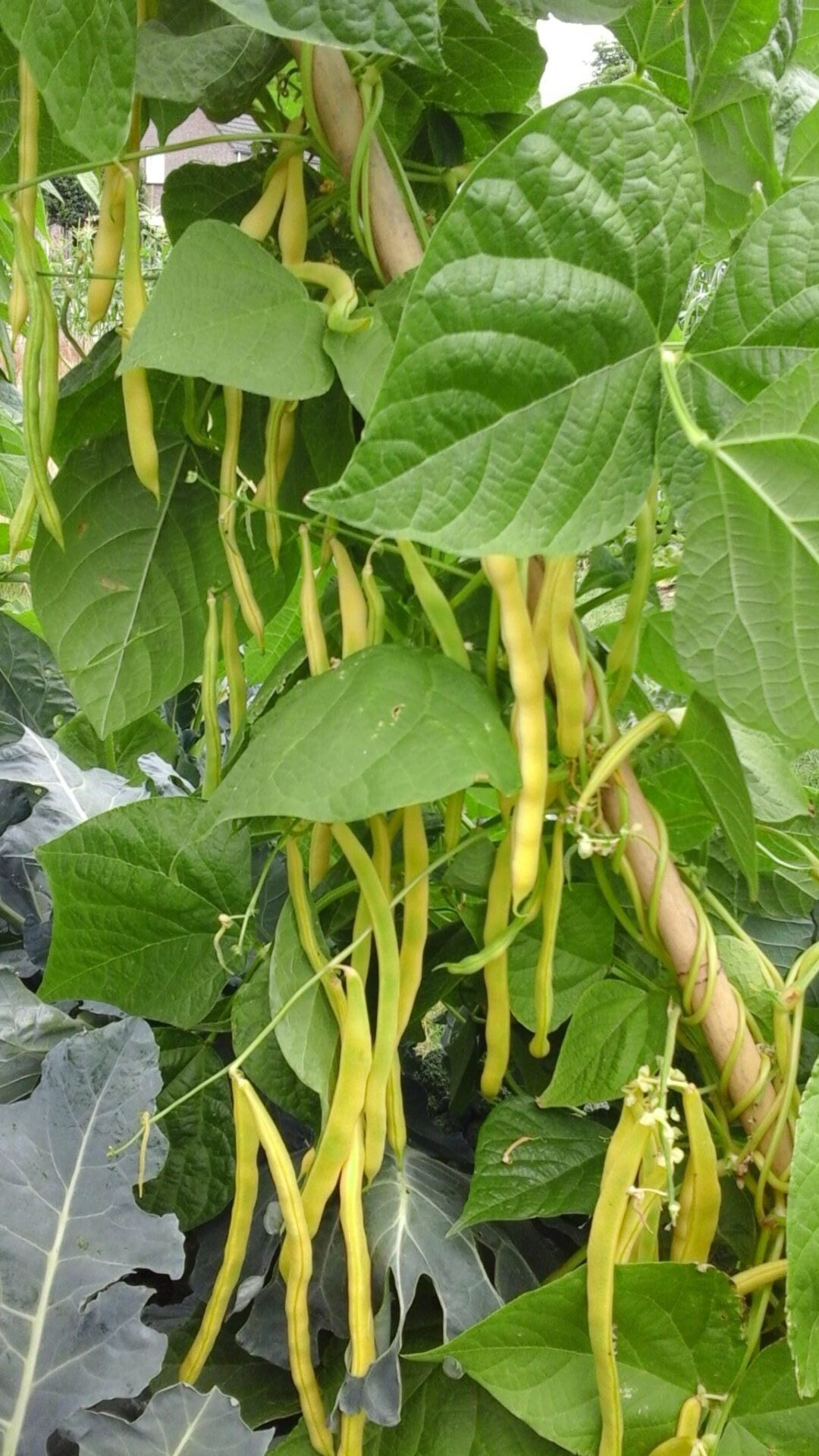 plant2-e1574175114162-standard.jpg