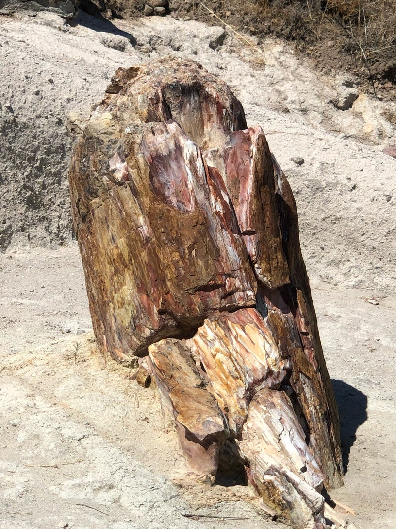 Sigri petrified forest coastline Lesvos
